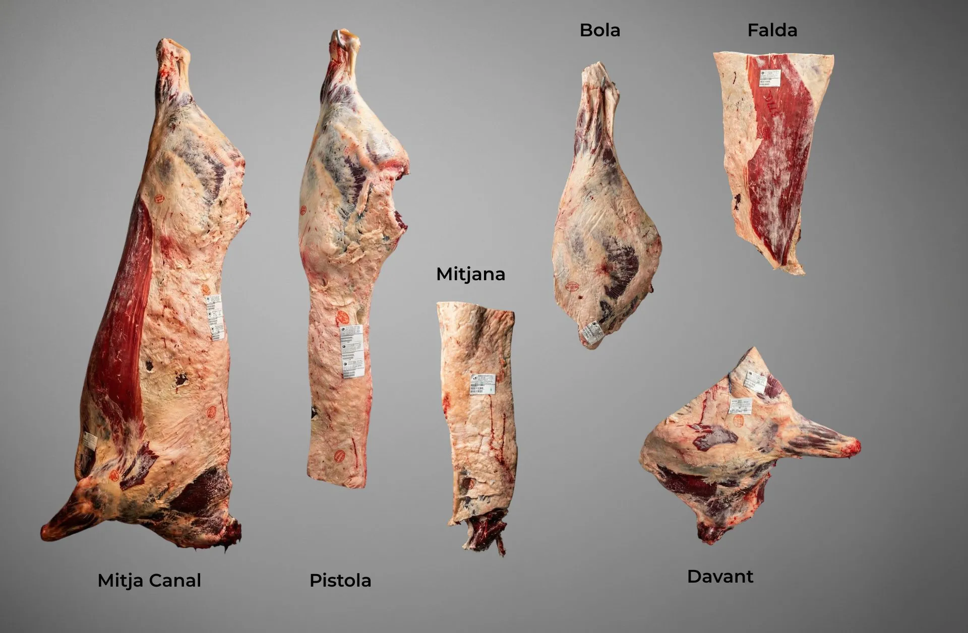 Especejament de vaca Quarts partin de Mitja Canal